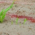 Virotec Mtcarrington Grassgermination Acidtailings